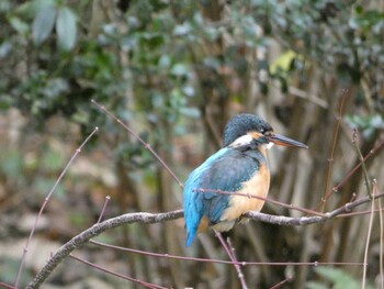 2021年12月23日(木) 出雲大社の野鳥観察記録