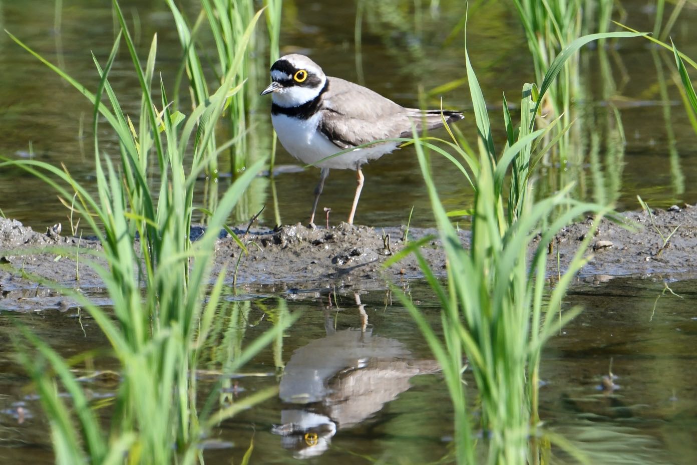 Photo of Little Ringed Plover at  by Dision