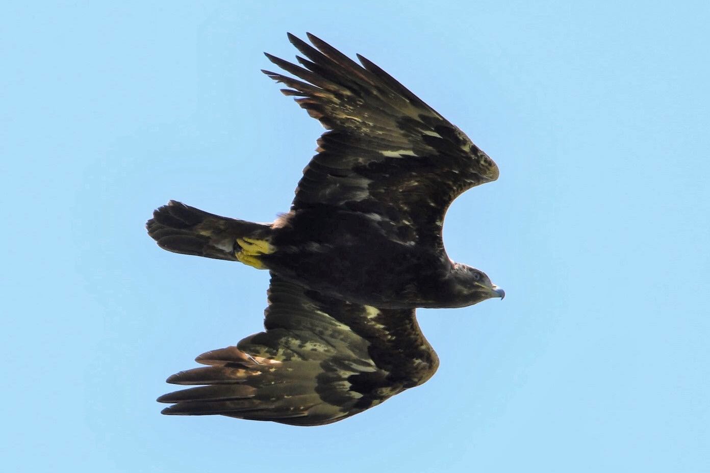 Photo of Golden Eagle at  by Dision