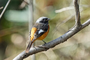 ジョウビタキ 大麻生野鳥の森公園 2021年12月16日(木)