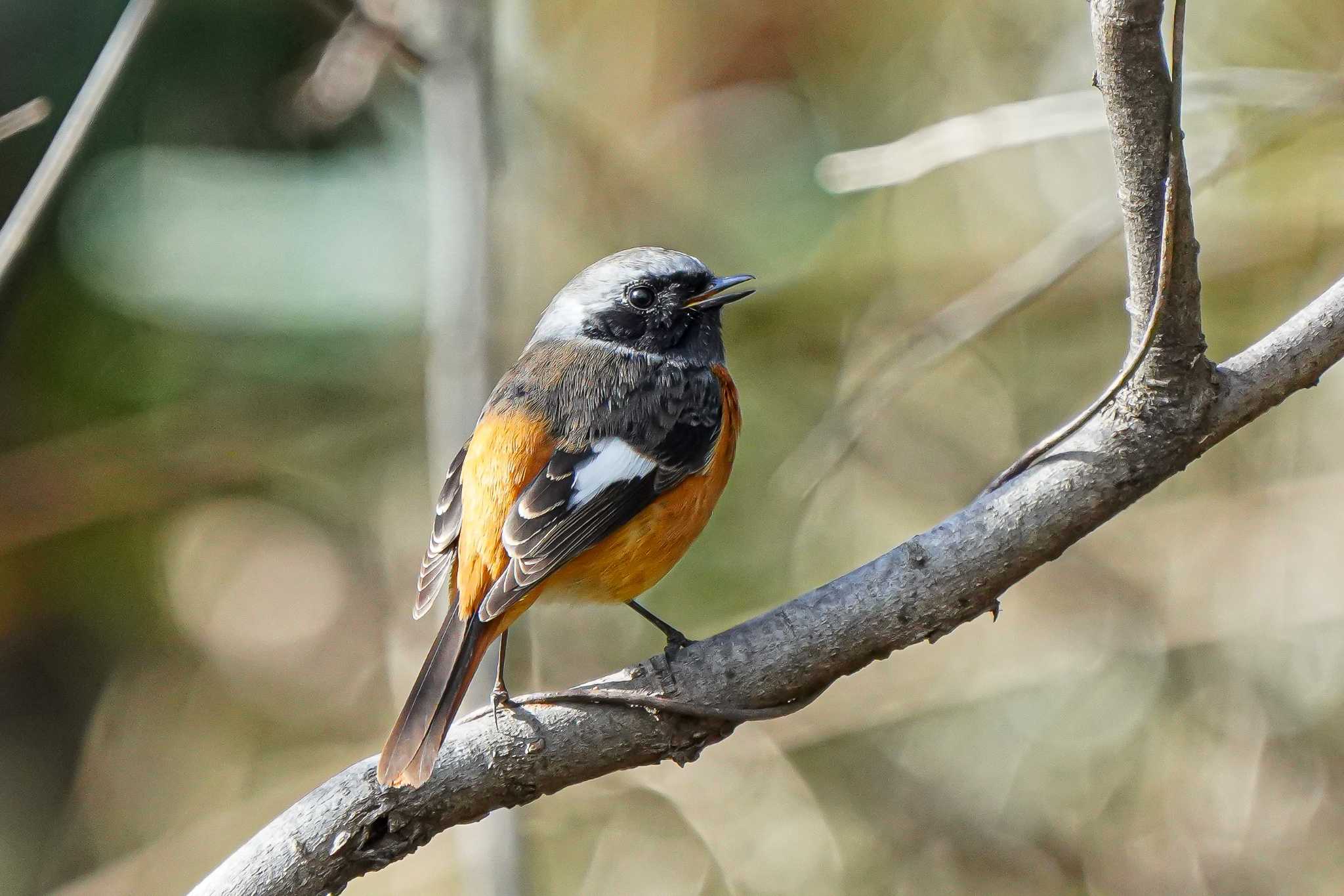 Photo of Daurian Redstart at Ooaso Wild Bird Forest Park by merumumu