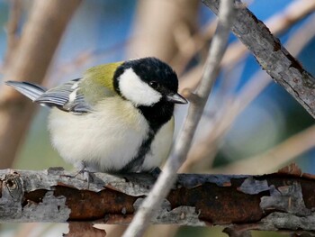 シジュウカラ あいの里公園 2021年12月25日(土)