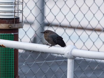 2021年12月25日(土) 葛西臨海公園の野鳥観察記録