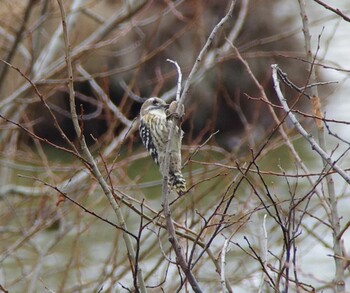 2021年12月25日(土) 勅使池(豊明市)の野鳥観察記録