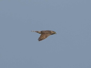 2021年12月25日(土) 明石市の野鳥観察記録