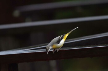 2021年12月25日(土) 長浜公園の野鳥観察記録