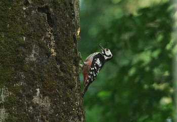 White-backed Woodpecker Unknown Spots Sun, 6/11/2017