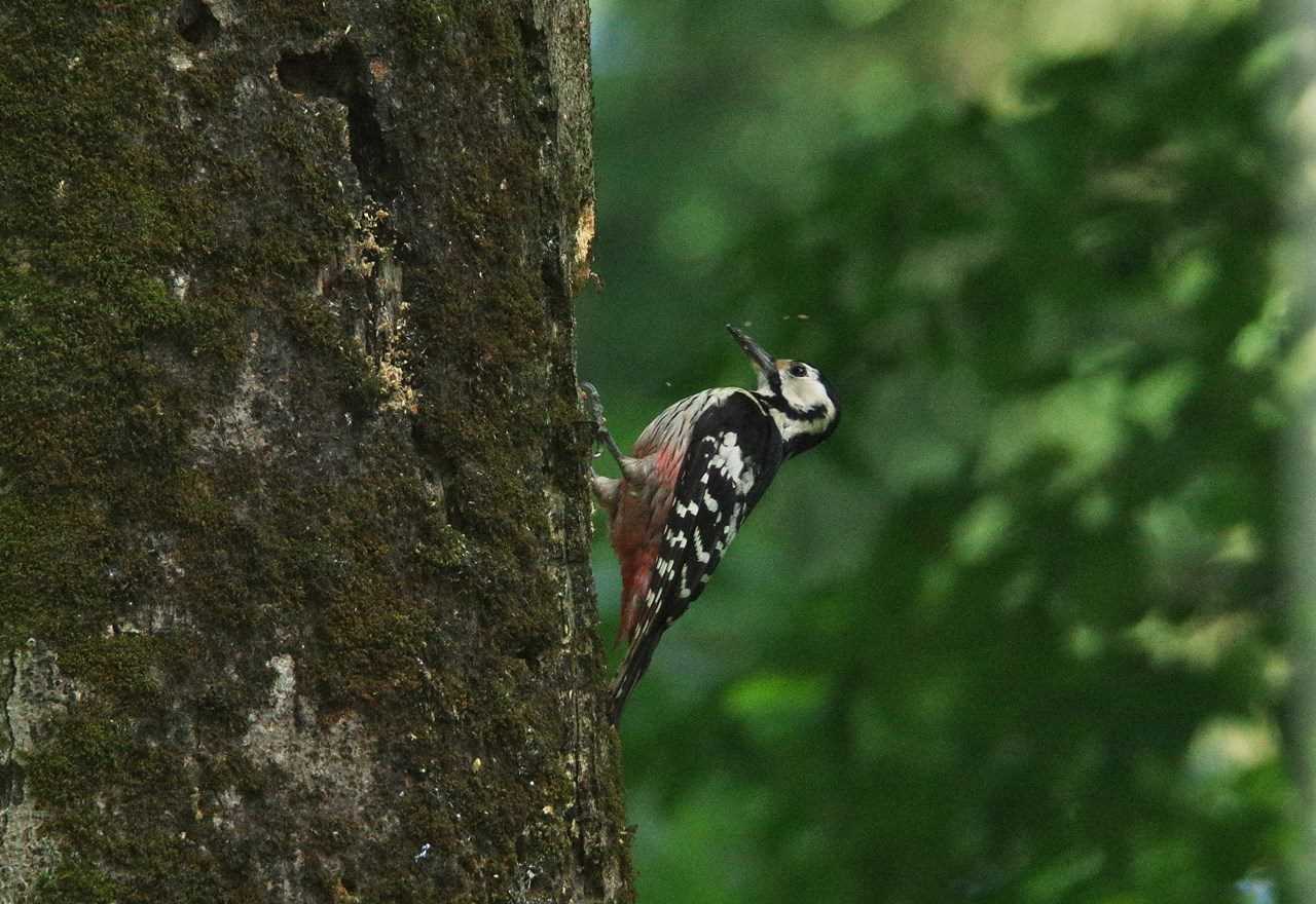 Photo of White-backed Woodpecker at  by くまのみ
