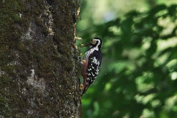 White-backed Woodpecker Unknown Spots Sun, 6/11/2017