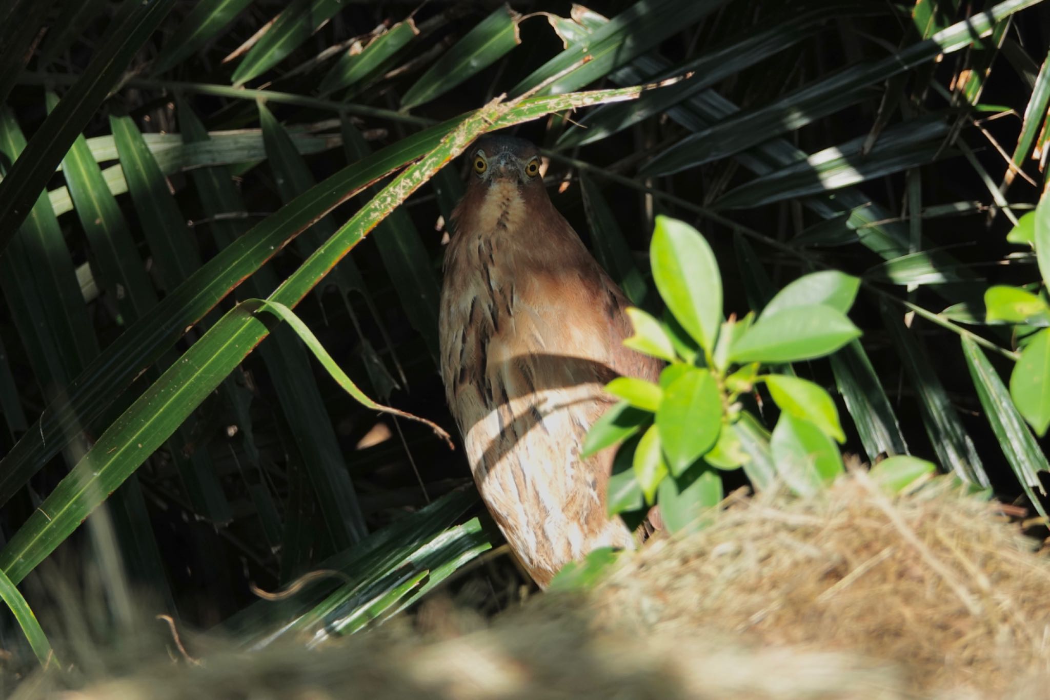 Malayan Night Heron