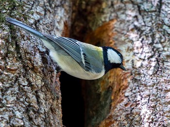 Japanese Tit 宮城県仙台市・青葉山 Sat, 5/20/2017