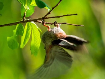 Long-tailed Tit 宮城県仙台市・青葉山 Sat, 5/20/2017