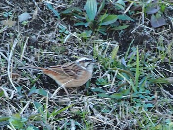 Meadow Bunting 境川遊水地公園 Sat, 12/18/2021