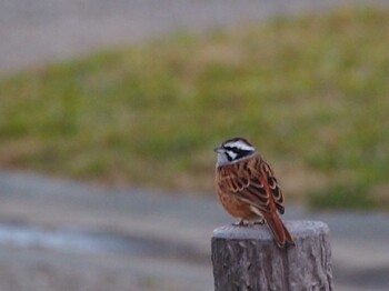 2021年12月18日(土) 境川遊水地公園の野鳥観察記録