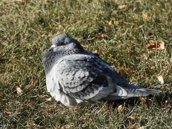 Hill Pigeon 日壇公園(北京) Sat, 12/25/2021