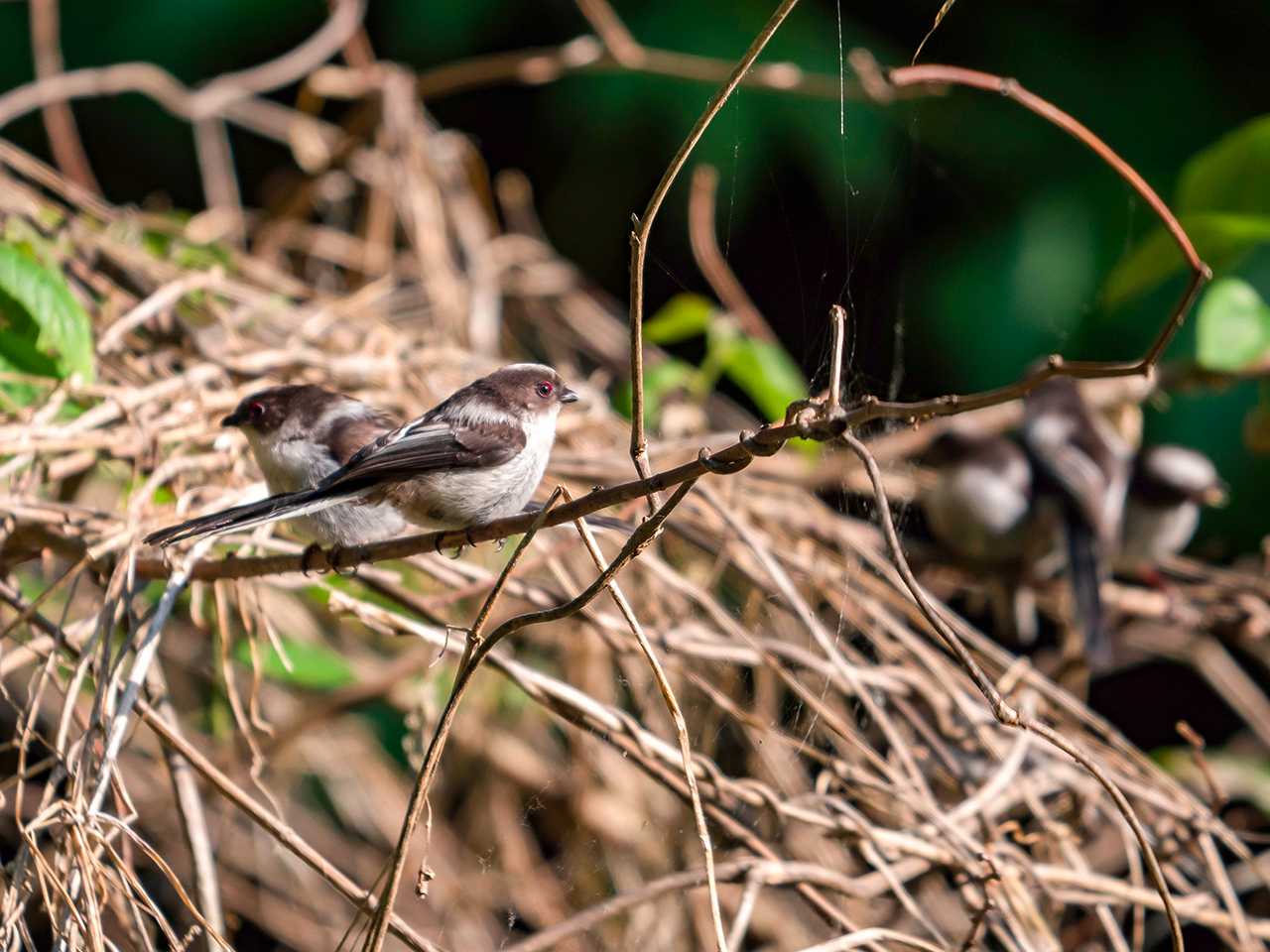 Photo of Long-tailed Tit at 宮城県仙台市・青葉山 by ごりぺん