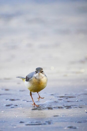 Grey Wagtail 埼玉県 Mon, 12/20/2021