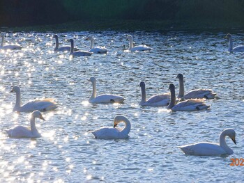 Tundra Swan 越辺川(埼玉県川島町) Wed, 12/22/2021