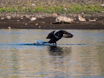 Japanese Cormorant 蒲生干潟(仙台市) Sun, 5/21/2017