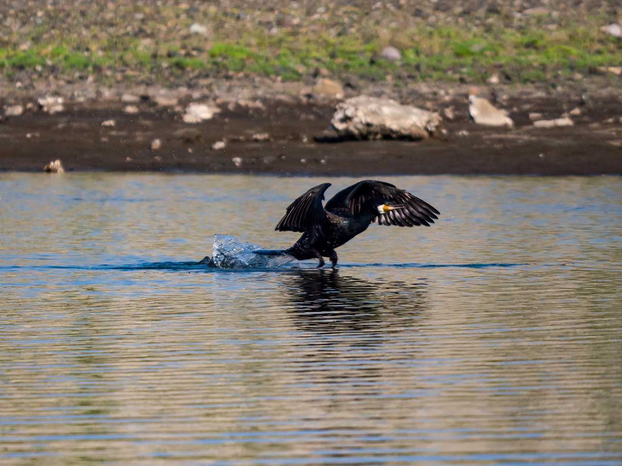 Japanese Cormorant