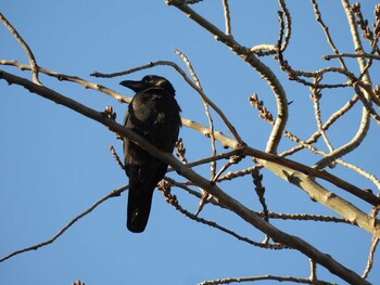 Large-billed Crow 日壇公園(北京) Sat, 12/25/2021