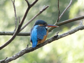 カワセミ 座間谷戸山公園 2021年12月25日(土)