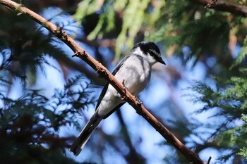 リュウキュウサンショウクイ こども自然公園 (大池公園/横浜市) 2021年12月25日(土)