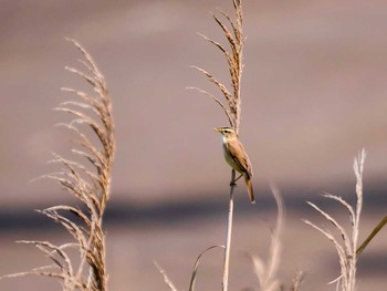 Black-browed Reed Warbler 蒲生干潟(仙台市) Sun, 5/21/2017