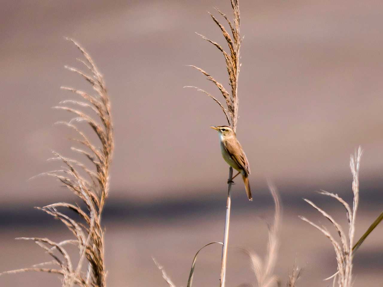 Photo of Black-browed Reed Warbler at 蒲生干潟(仙台市) by ごりぺん