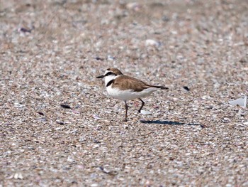 Kentish Plover 蒲生干潟(仙台市) Sun, 5/21/2017