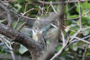 Japanese Pygmy Woodpecker Nagahama Park Sat, 12/25/2021