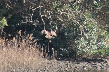 Unknown Species Nagahama Park Sat, 12/25/2021