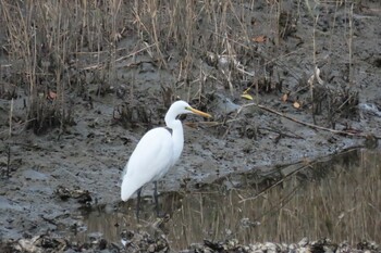 Great Egret Nagahama Park Sat, 12/25/2021