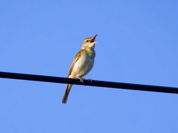 Oriental Reed Warbler 蒲生干潟(仙台市) Sun, 5/21/2017