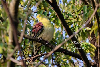 2021年12月25日(土) 奈良県北葛城郡の野鳥観察記録