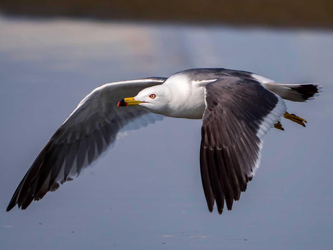 Black-tailed Gull