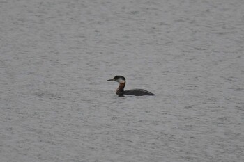 Sat, 6/26/2021 Birding report at サロベツ湿原センター(サロベツ原生花園)