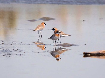 Sun, 5/21/2017 Birding report at 蒲生干潟(仙台市)