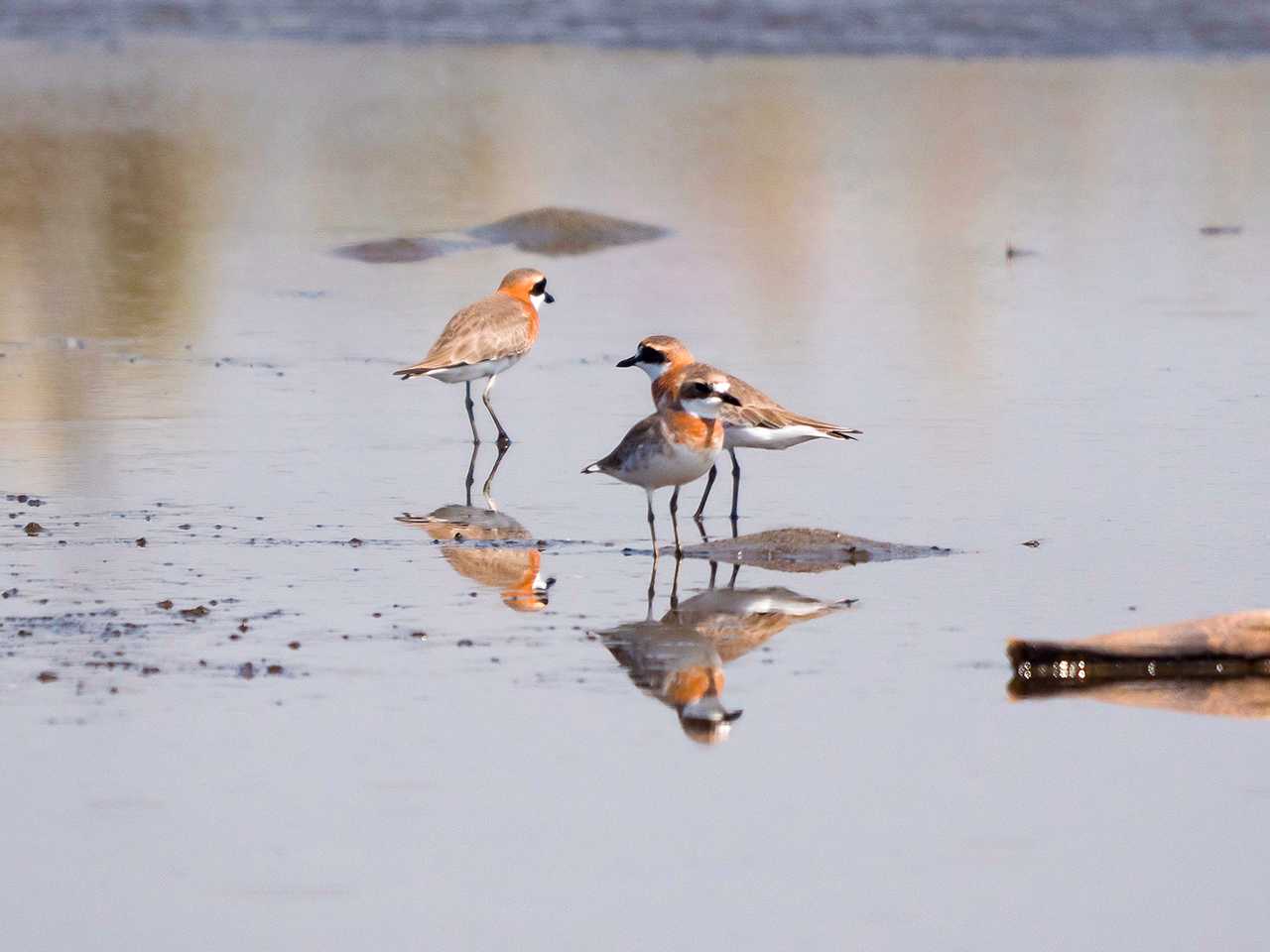 Photo of Siberian Sand Plover at 蒲生干潟(仙台市) by ごりぺん
