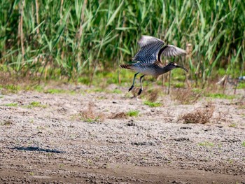 Eurasian Whimbrel 蒲生干潟(仙台市) Sun, 5/21/2017