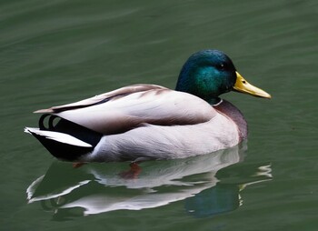 2021年12月21日(火) 鳥取県大宮池の野鳥観察記録