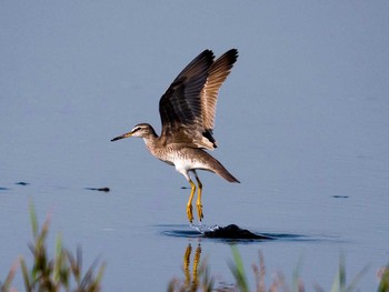 Grey-tailed Tattler 蒲生干潟(仙台市) Sun, 5/21/2017