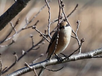 2021年12月22日(水) 大府みどり公園の野鳥観察記録