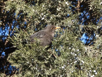 Chinese Blackbird 日壇公園(北京) Sat, 12/25/2021