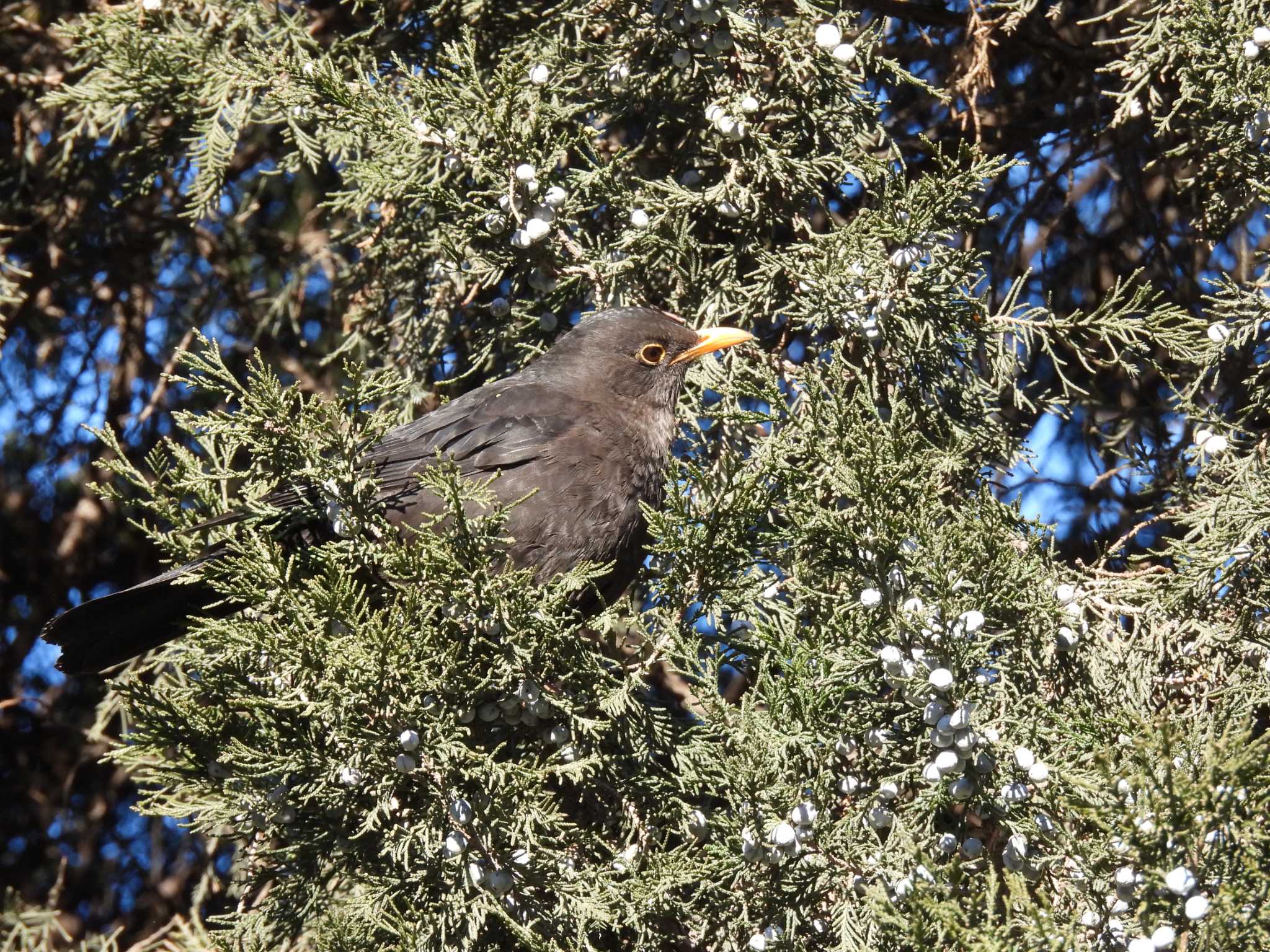 Chinese Blackbird