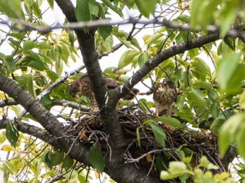 Japanese Sparrowhawk 染井霊園 Sun, 8/22/2021