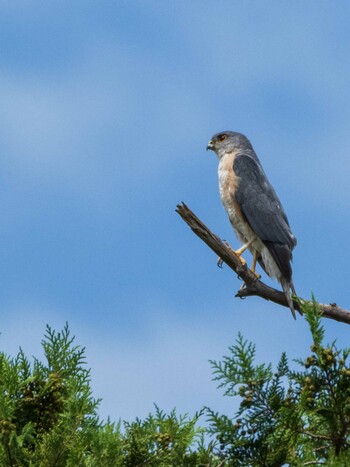 Japanese Sparrowhawk 染井霊園 Sun, 8/22/2021