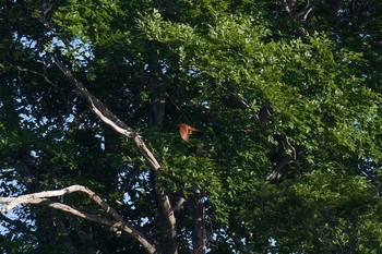 Ruddy Kingfisher Unknown Spots Sun, 6/11/2017