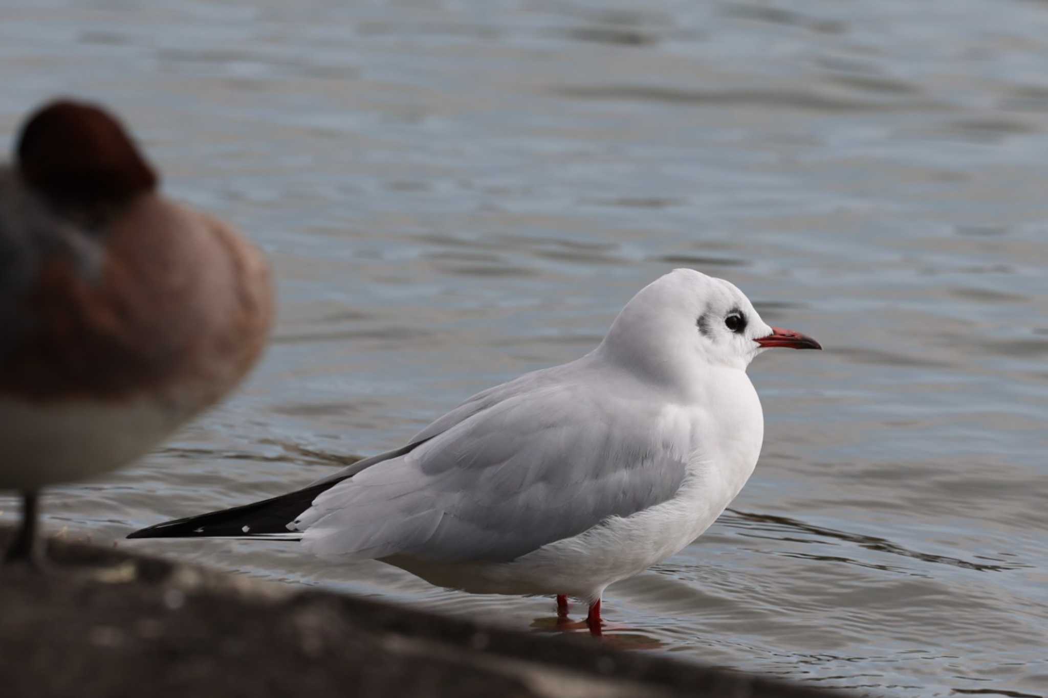 Photo of Black-headed Gull at Koyaike Park by トビトチヌ