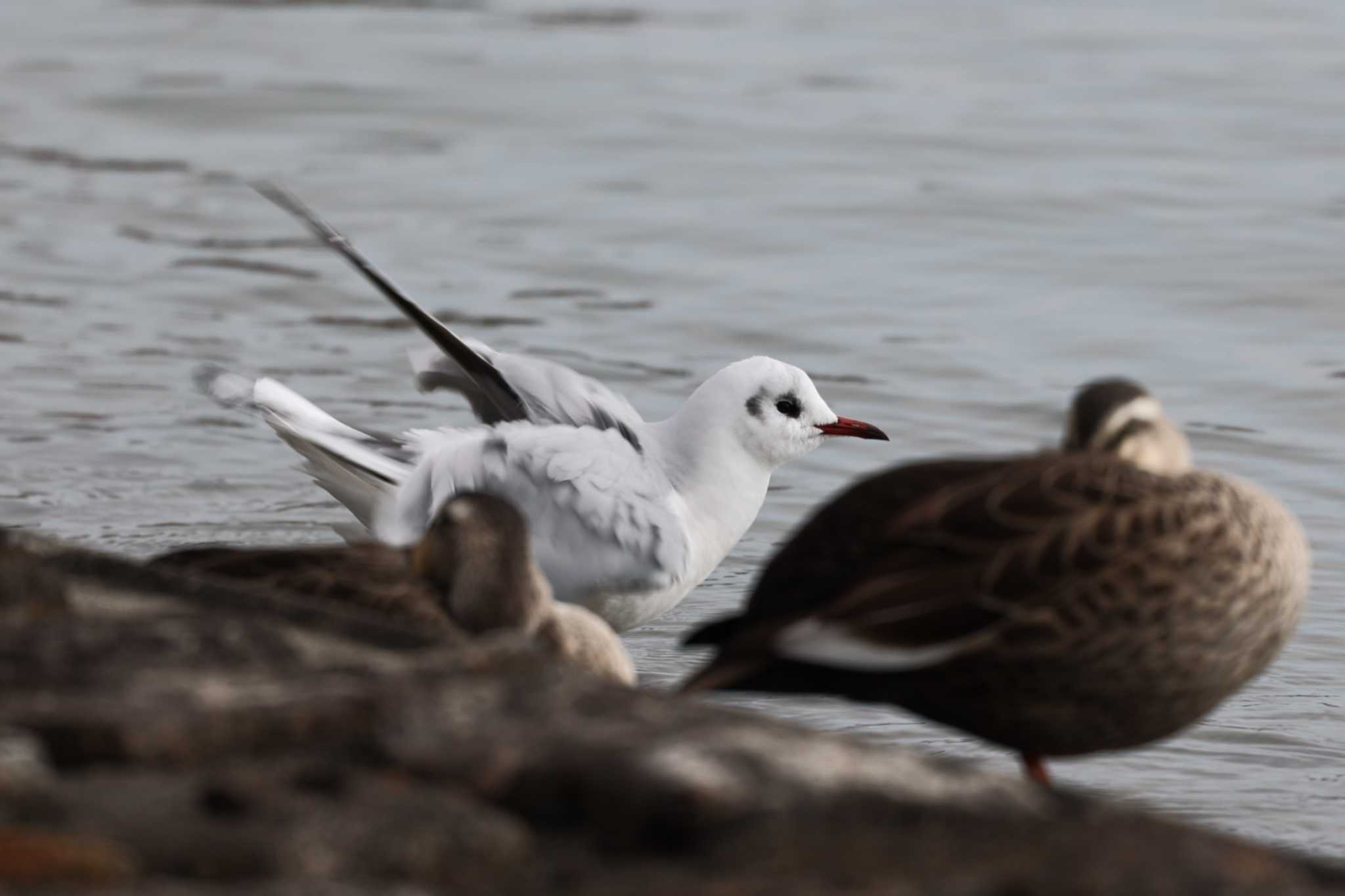 Photo of Black-headed Gull at Koyaike Park by トビトチヌ